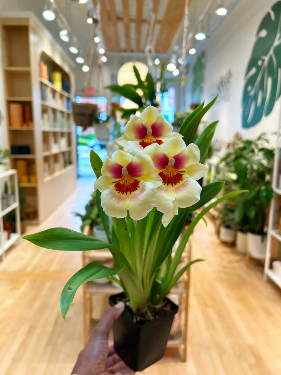 Orchid “Miltonia” – growinshade