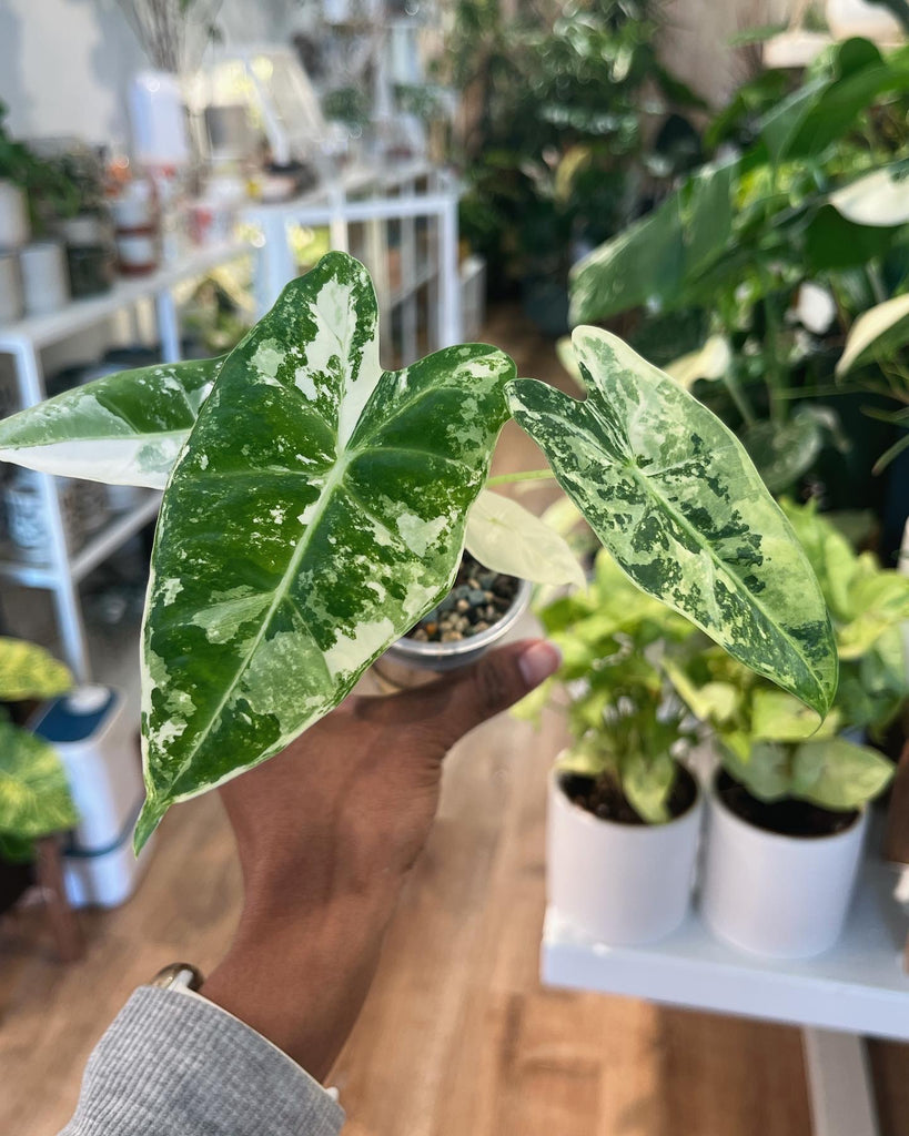 Alocasia Frydek Variegated