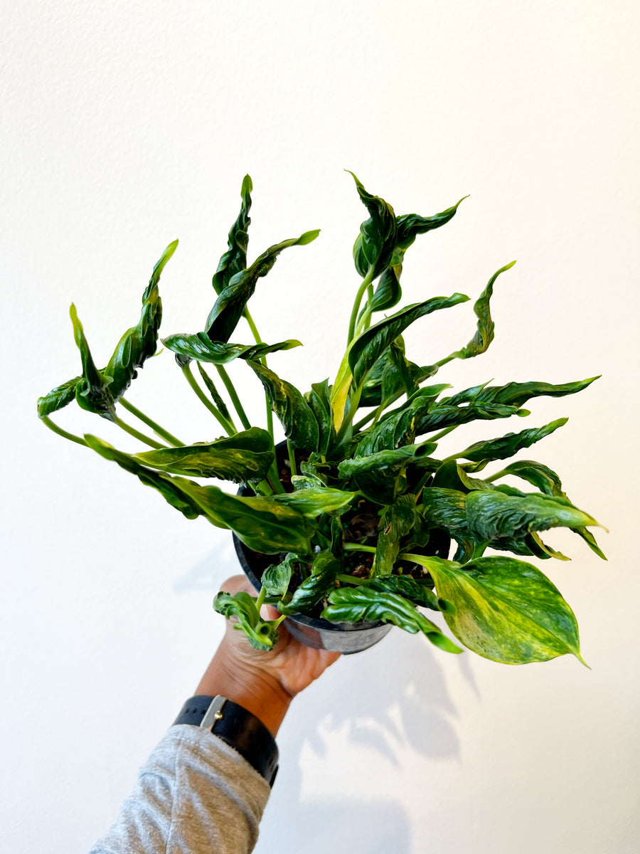 variegated shangri la pothos Pothos Shangri La – growinshade