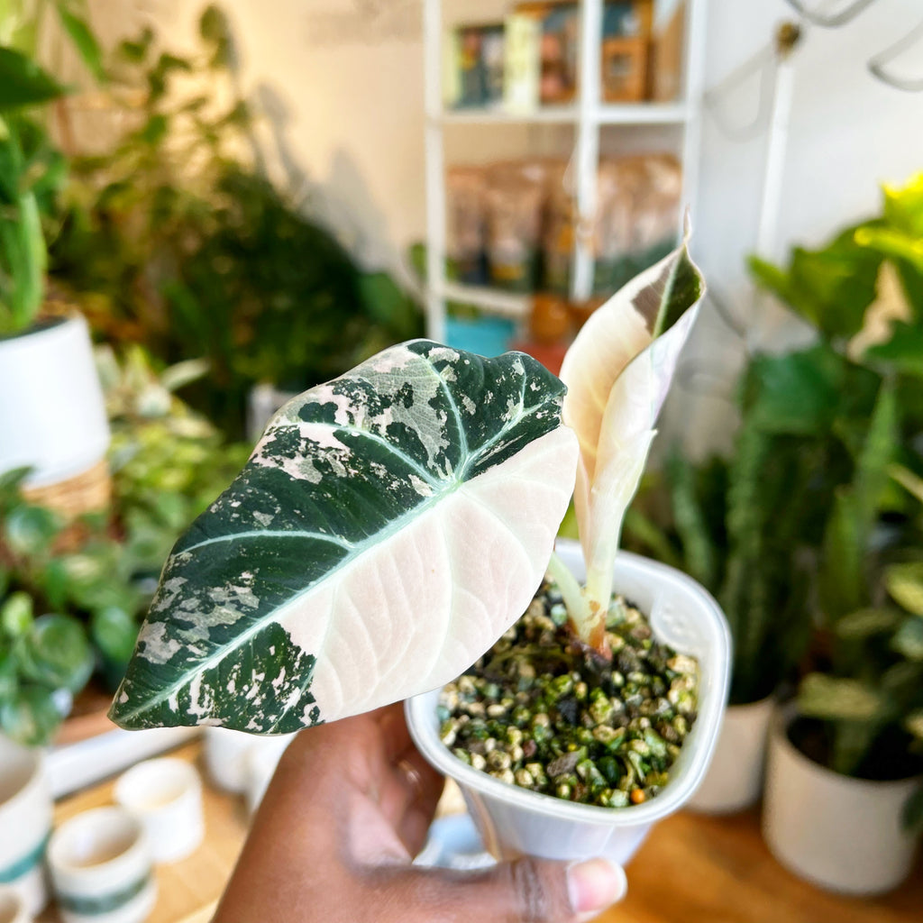 Alocasia Pink Black Velvet Variegated