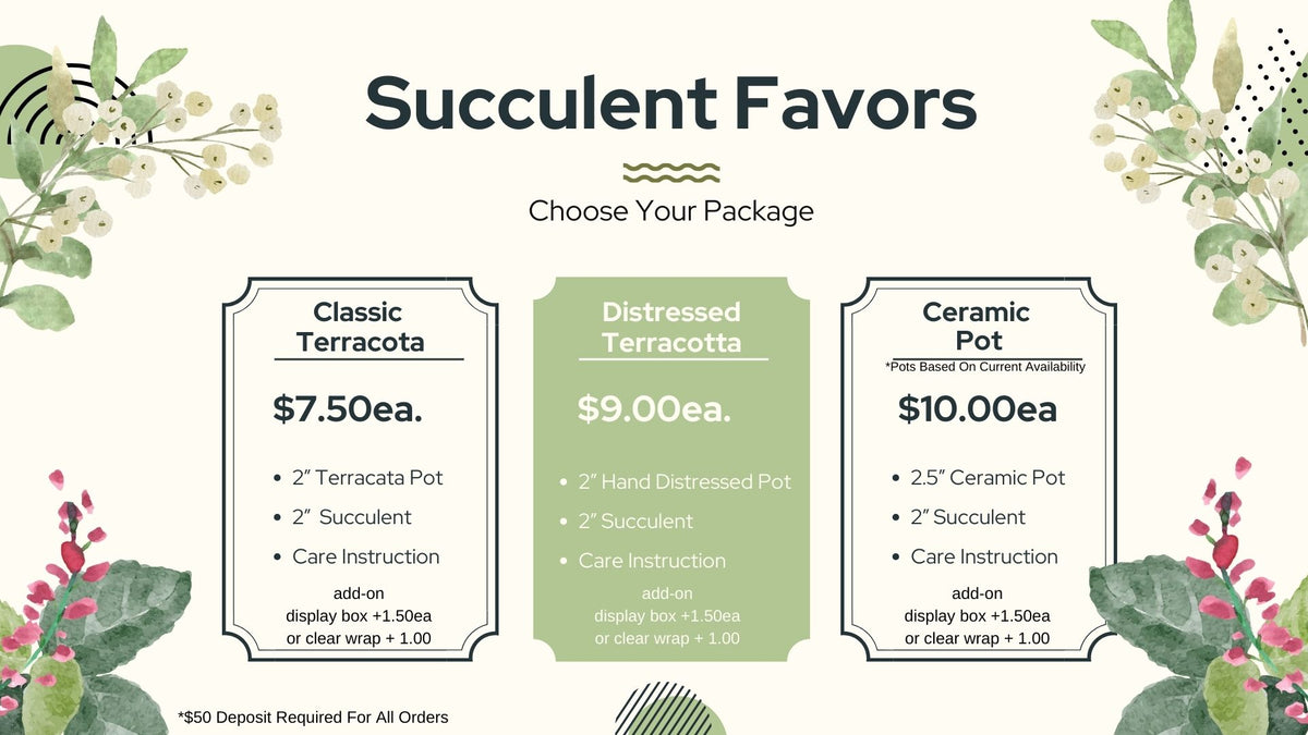pricing succulents Succulent Arrangment – growinshade