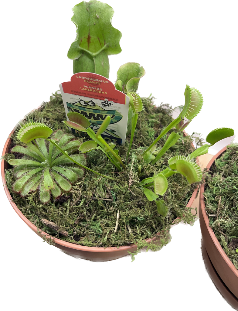 Carnivorous Plant