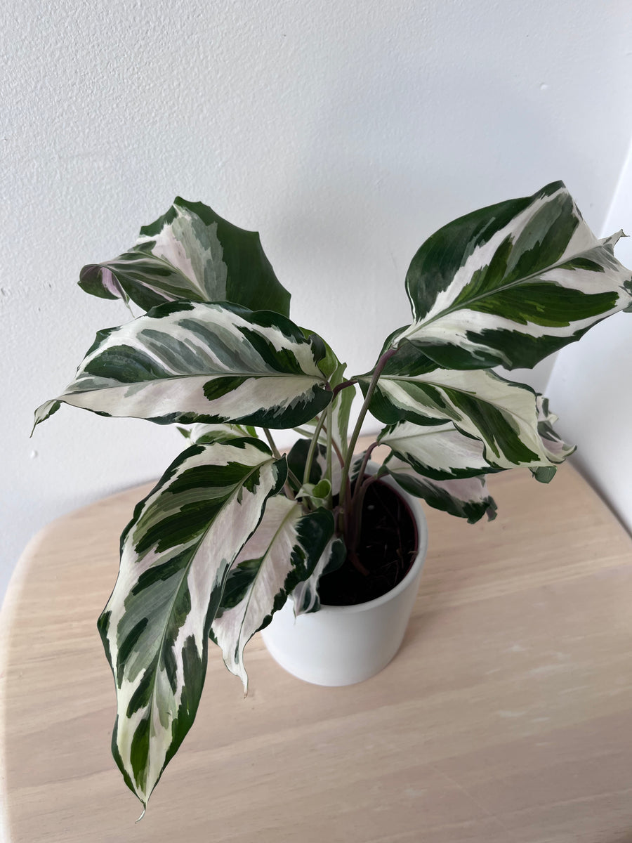 Calathea Stella – growinshade