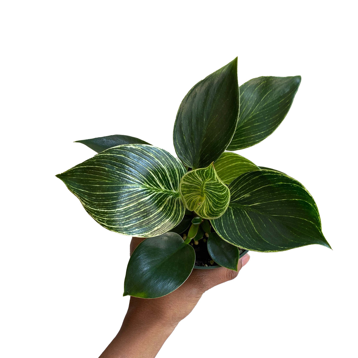 philodendron birkin seeds Philodendron “Birkin – growinshade