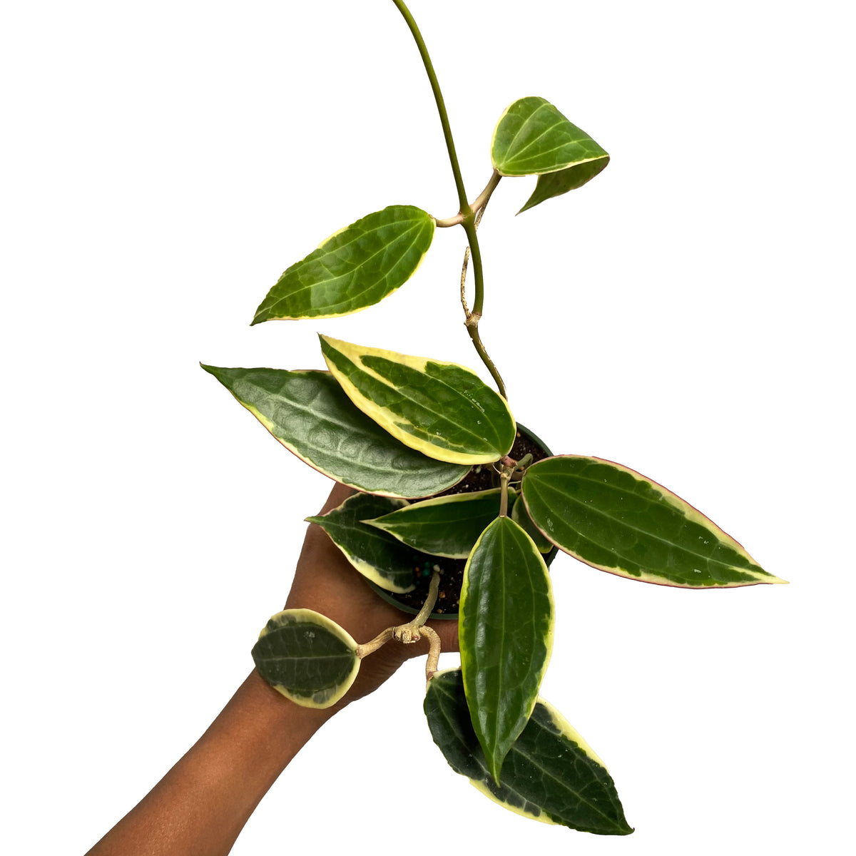 Hoya Macrophylla - Variegata