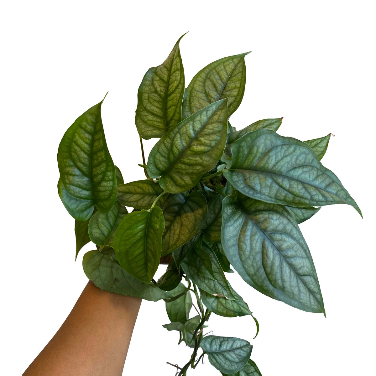 Monstera Siltepecana – growinshade