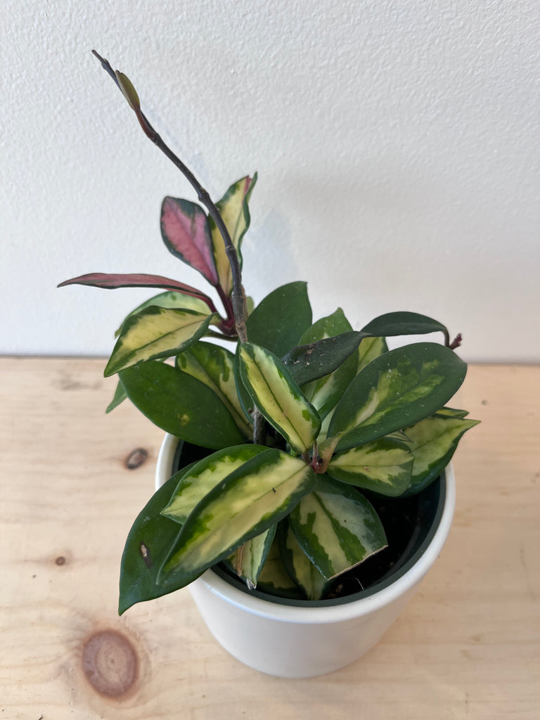 Hoya Krimson Princess