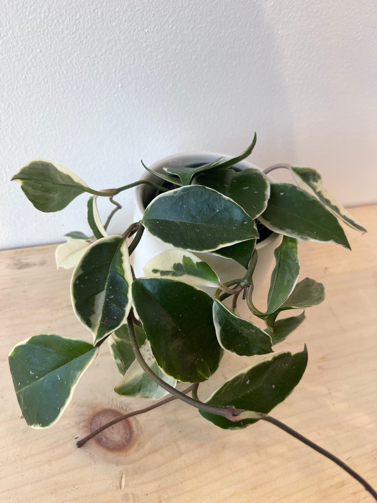 Hoya Krimson Queen