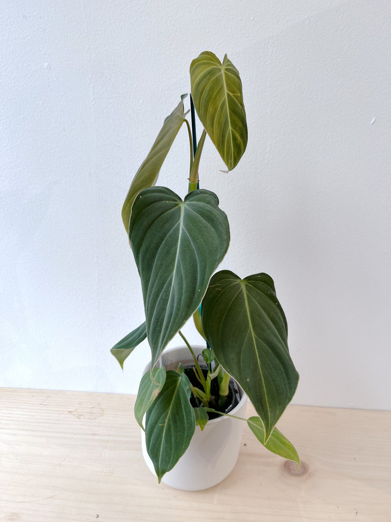 Philodendron Gloriosum