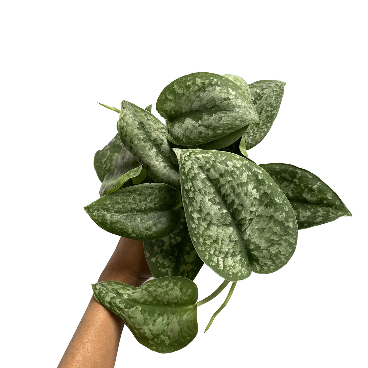 pothos silver splash Scindapsus Silver Splash – growinshade