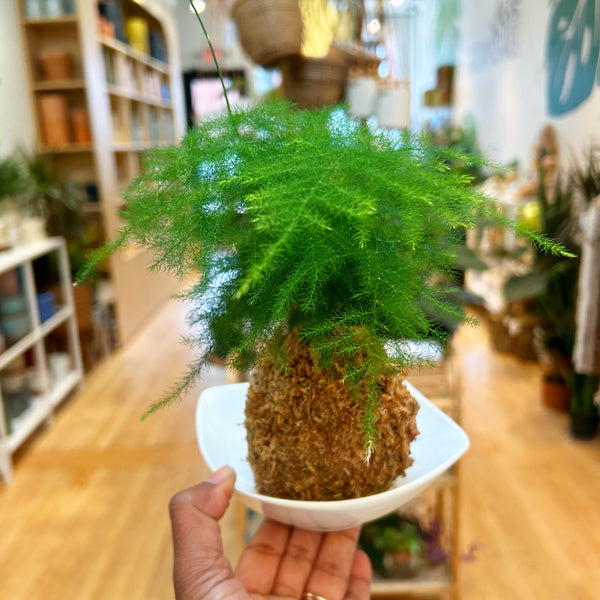 Kokedama Workshop OCT-09