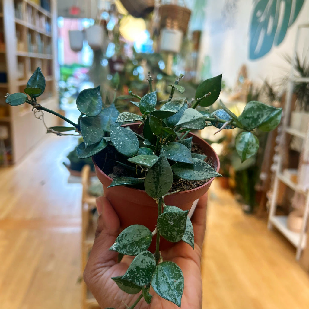Hoya Krohniana Silver