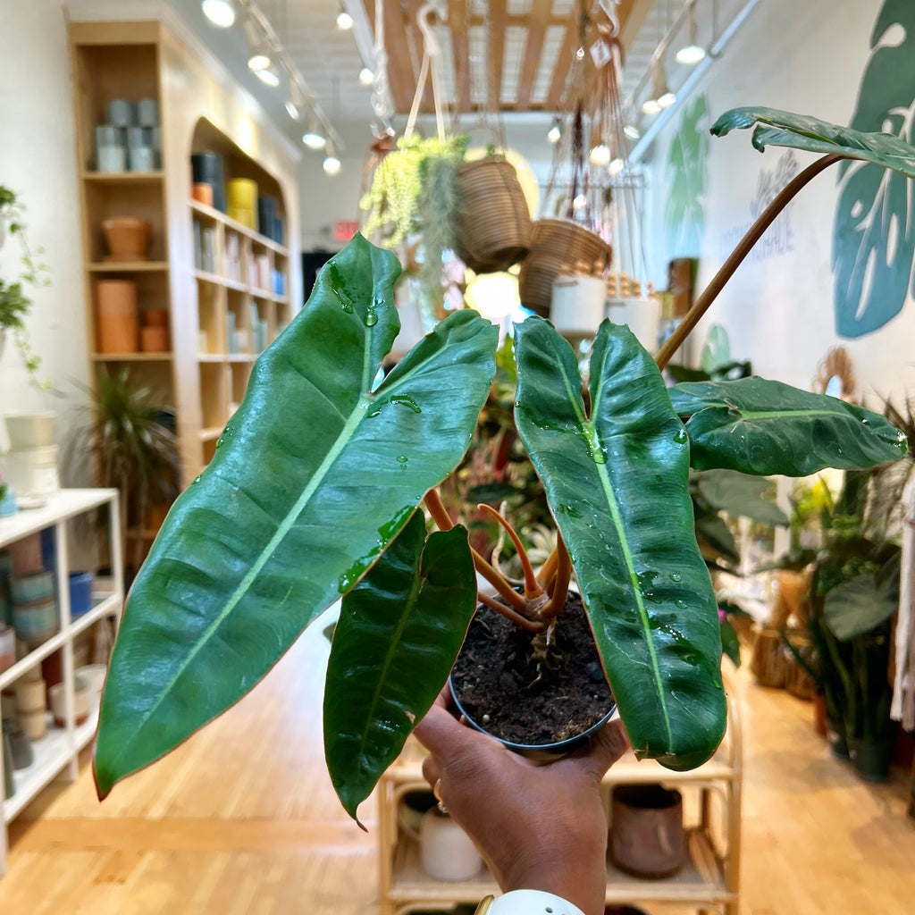 Philodendron Billietiae