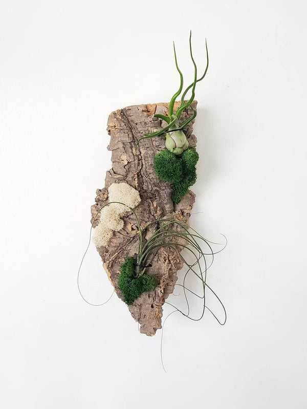 Tillandsia Workshop MAR-23