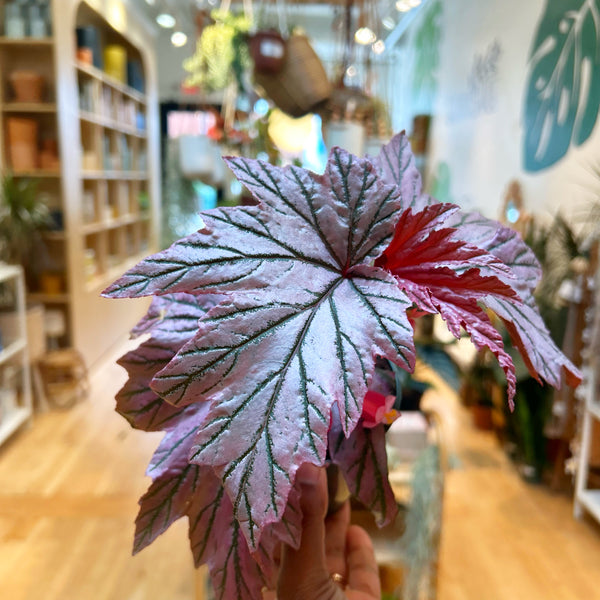 Begonia Lamoon