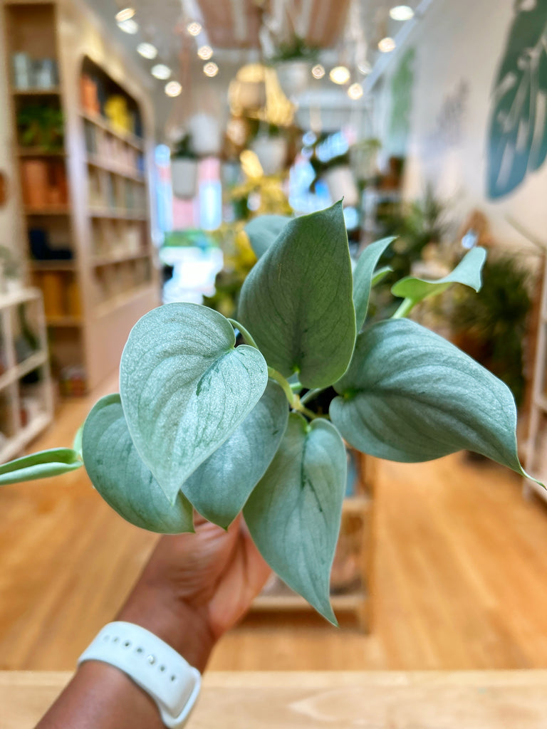 Scindapsus So Silver