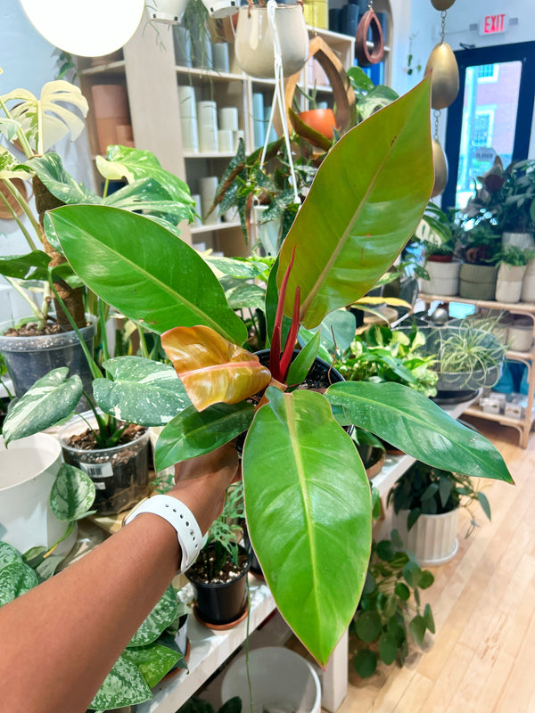 Philodendron Prince Of Orange