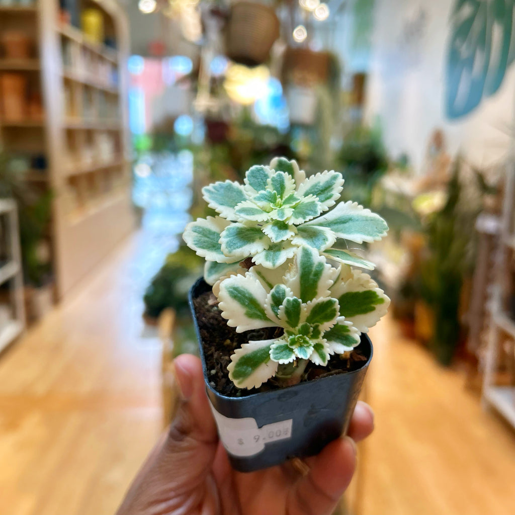 Sedum Atlantis