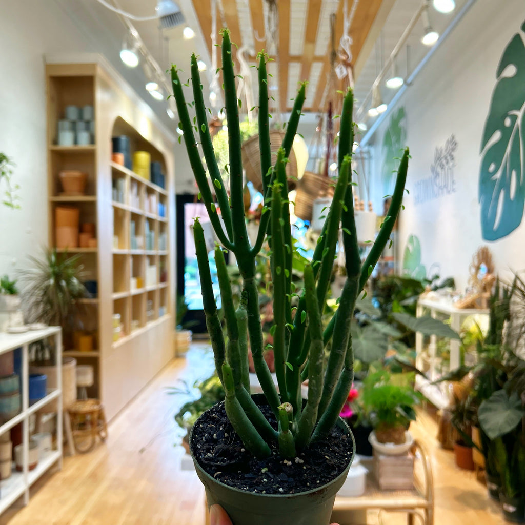 Euphorbia Leucodendron