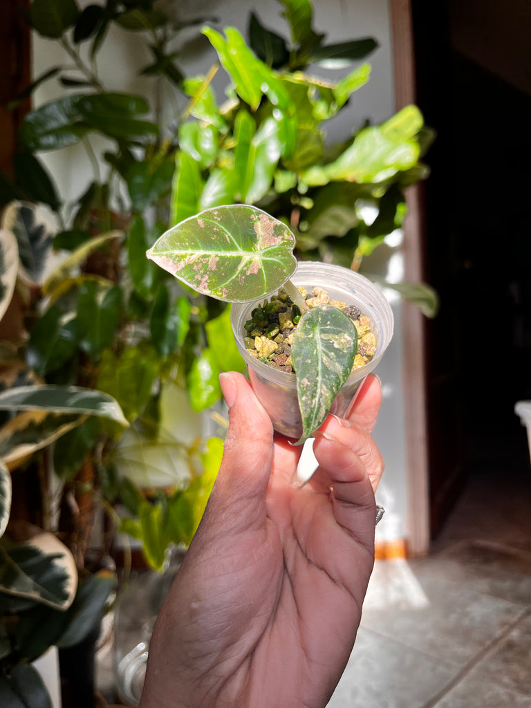 Alocasia Pink Black Velvet Variegated – growinshade