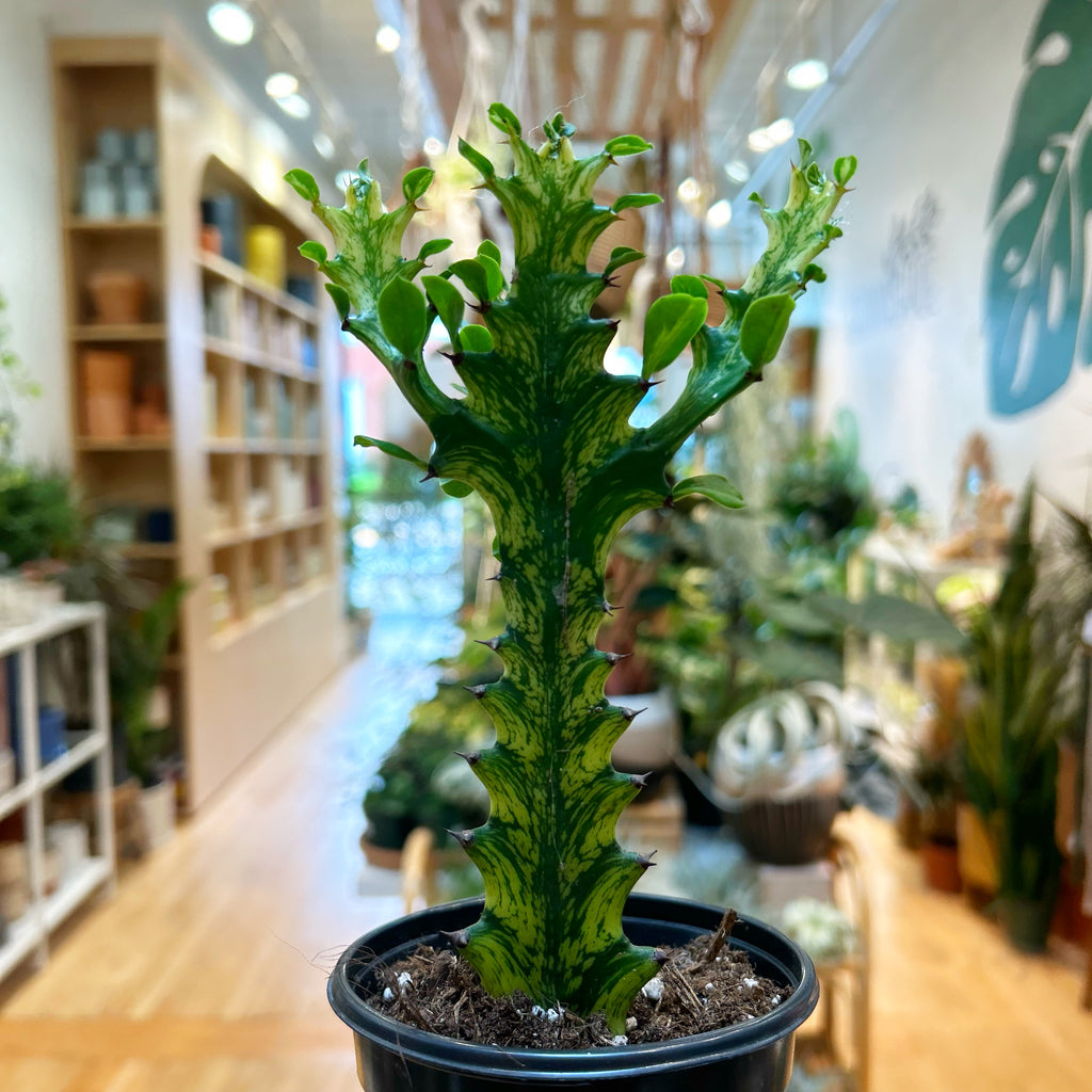 Euphorbia Trigona Variegated
