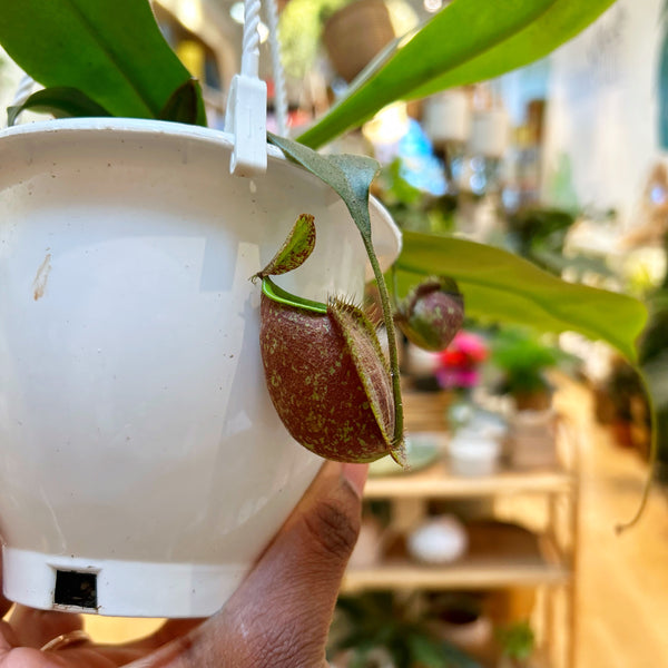 Nepenthes mirab. var. glob x amp “Black Miracle”