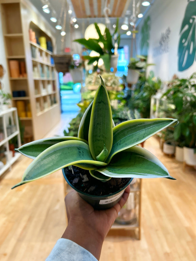 sansevieria hahnii blue star Snake Plant Marble Star – growinshade