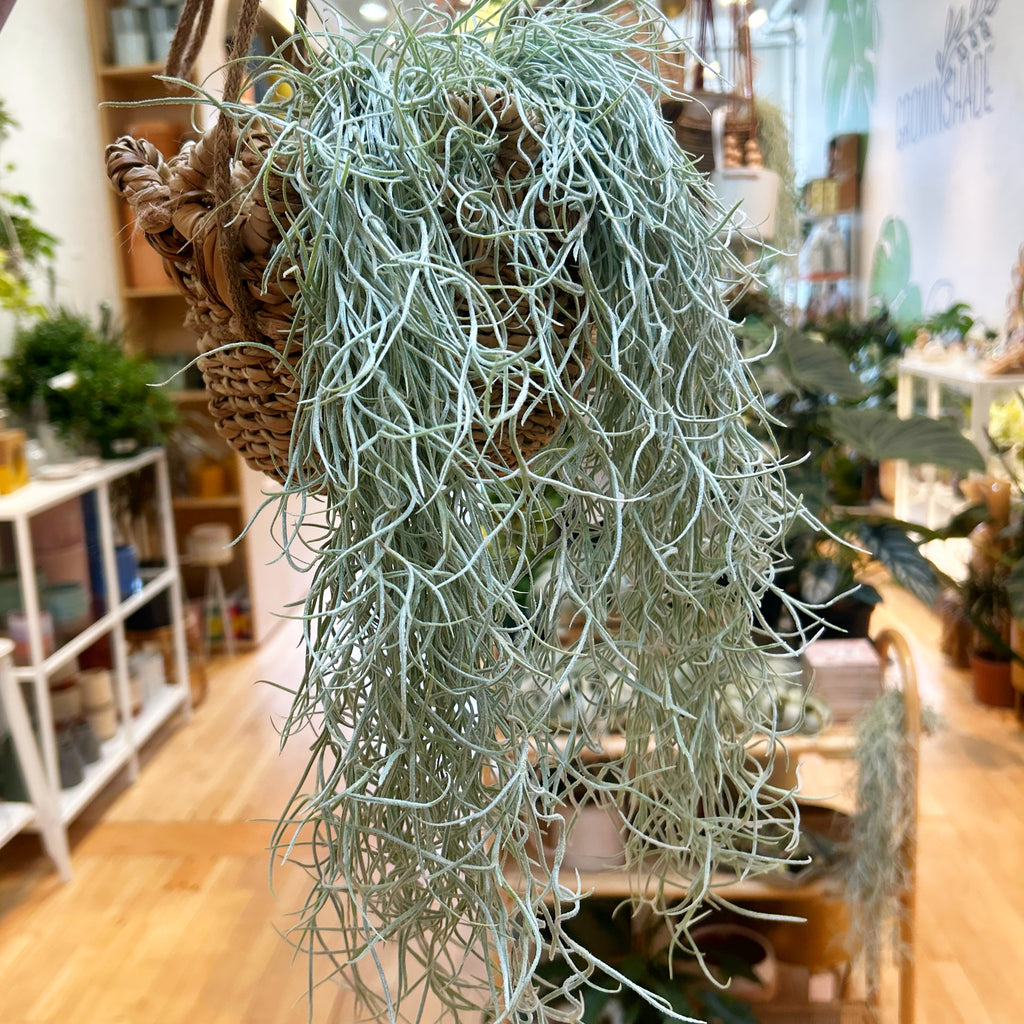 (Air Plant) USNEOIDES