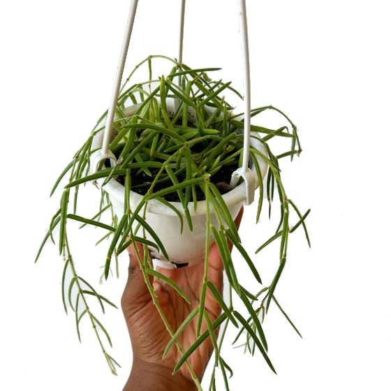 Hoya Linearis – growinshade