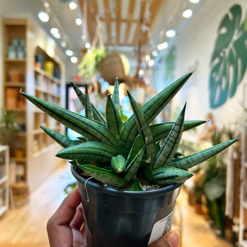Snake Plant "Fat Man"