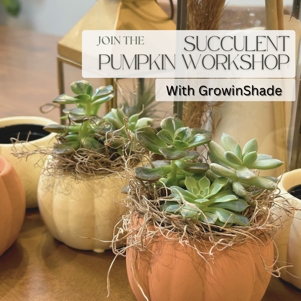 Walk-In Mini Pumpkin Succulent Workshop Oct-25