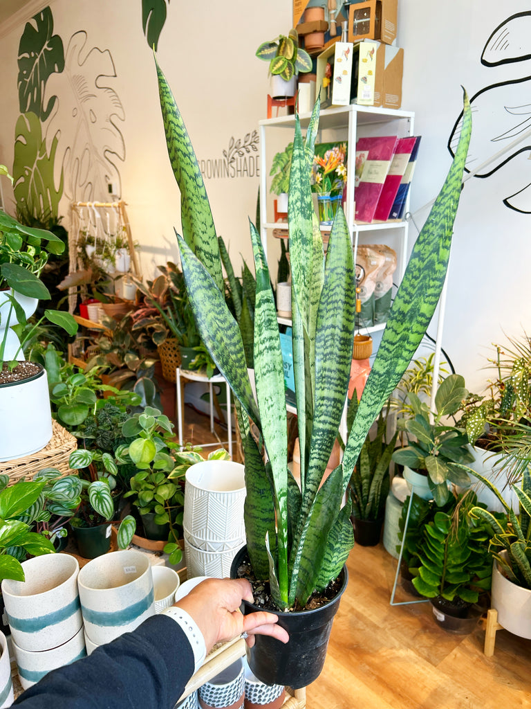 best place to buy a snake plant Sansevieria (Snake Plant) – growinshade