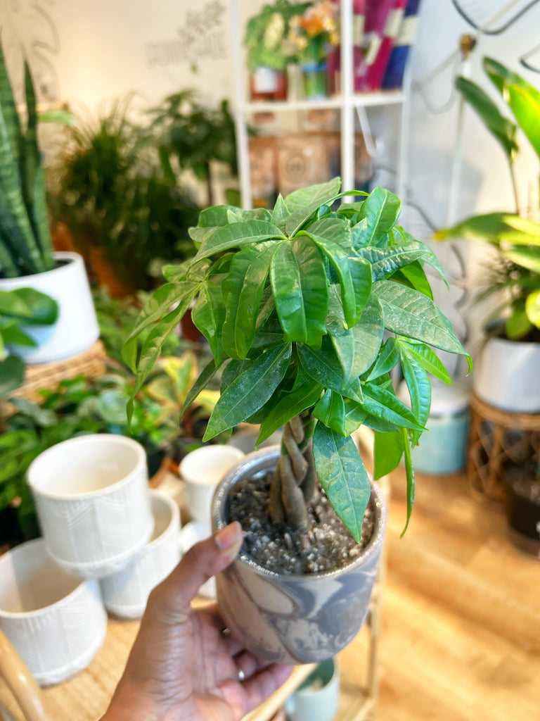 Money Tree