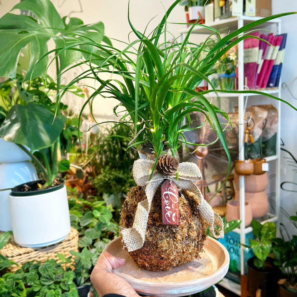 Holiday Kokedama Pre-Order