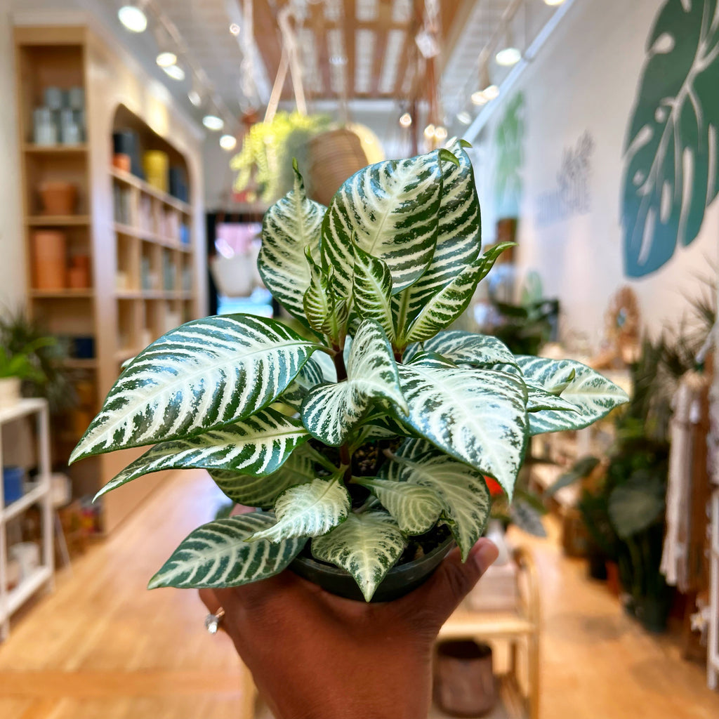 Aphelandra Snow White Zebra