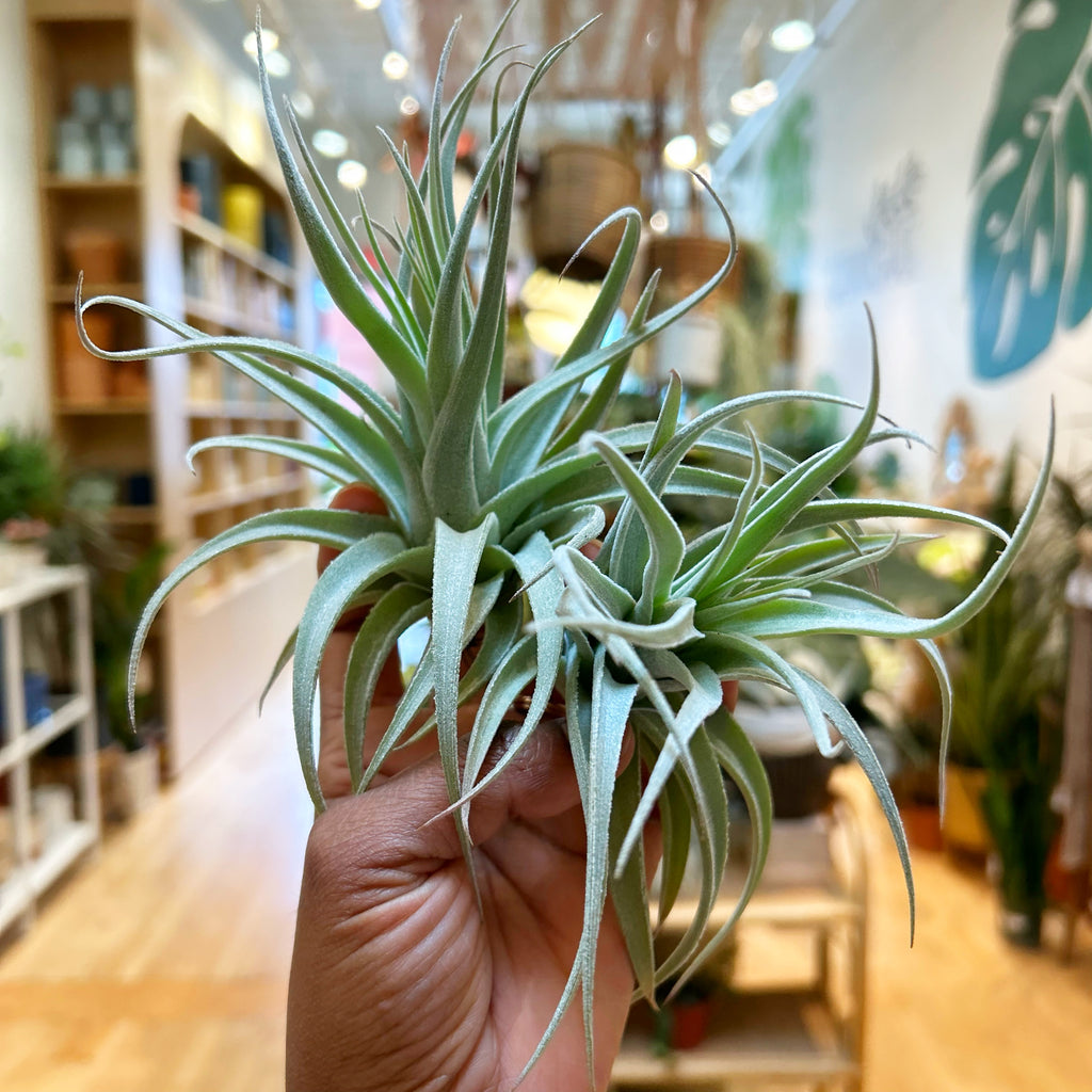 (Air Plant) Recrvifolia 4”-5”