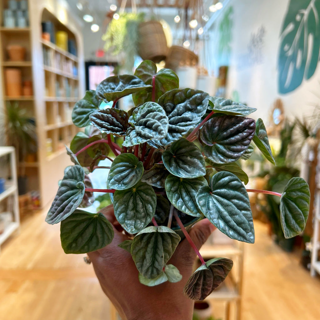 Peperomia Gray Luna
