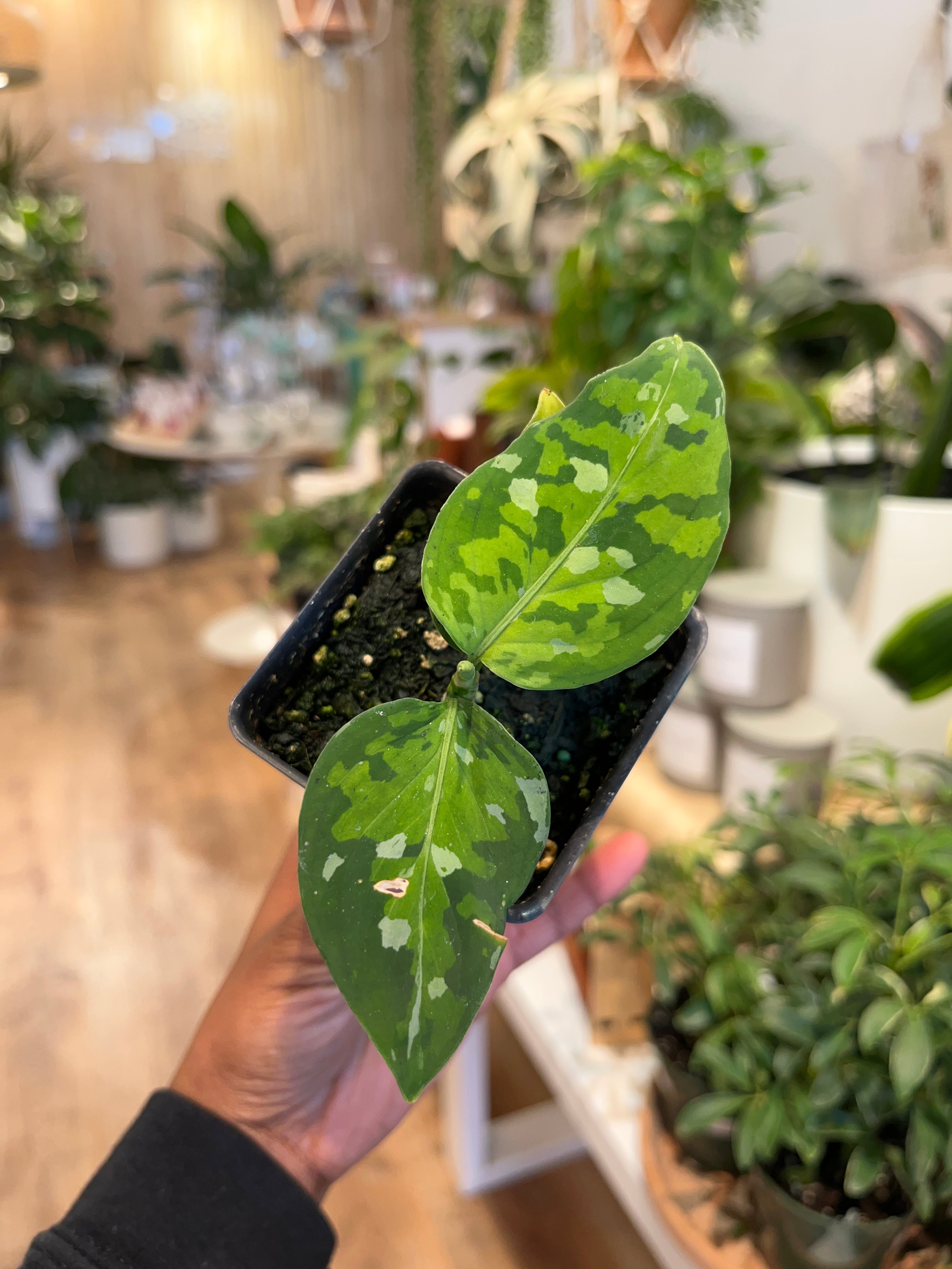 Aglaonema Pictum Tricolor – growinshade