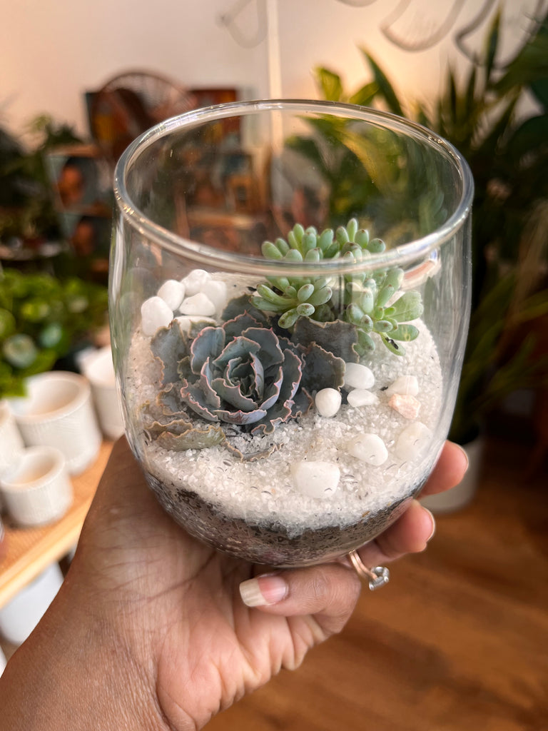glass succulent terrarium Wine Glass Terrarium Pre Order