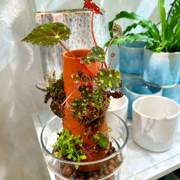 Plant Tower November-06