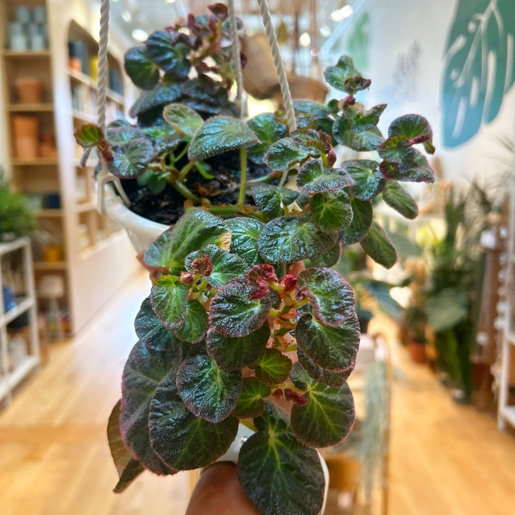 Begonia Manaus