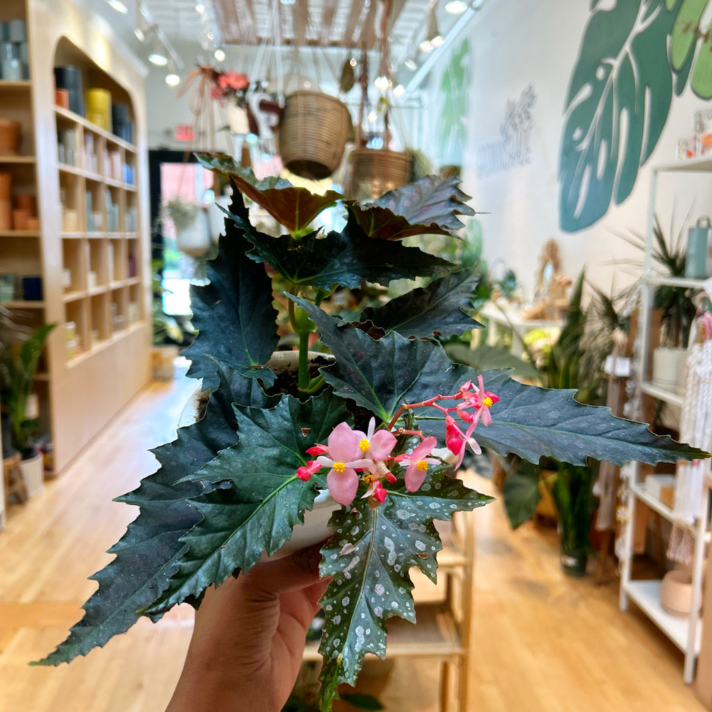 Begonia Jocko Boy