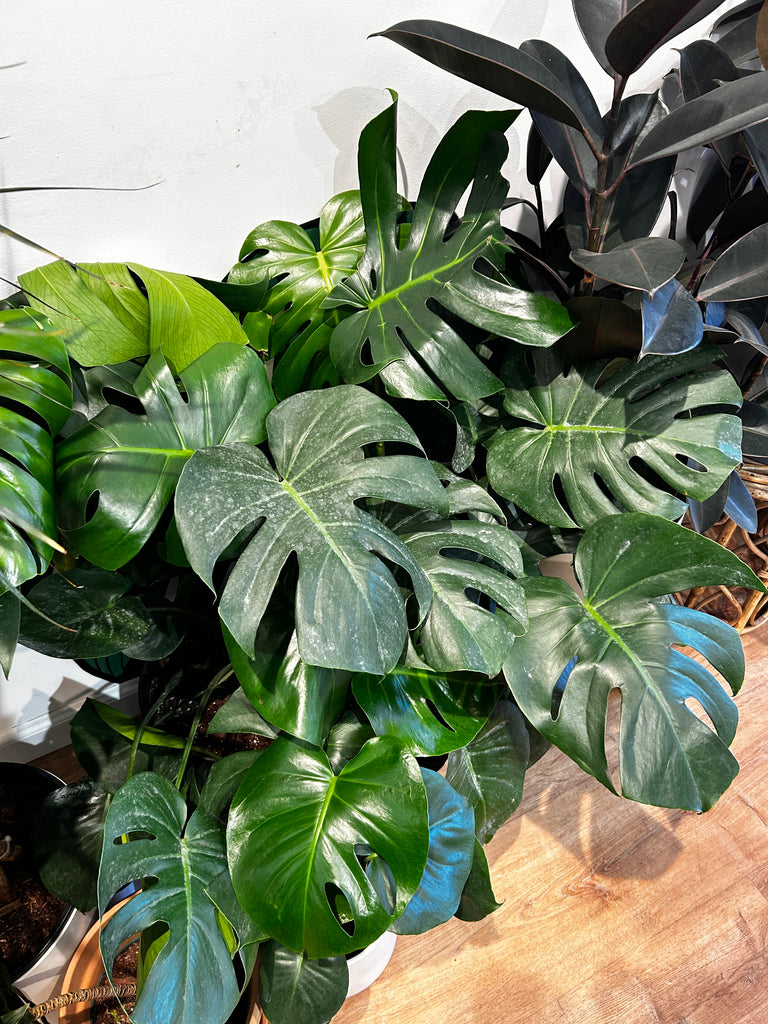 Monstera Deliciosa