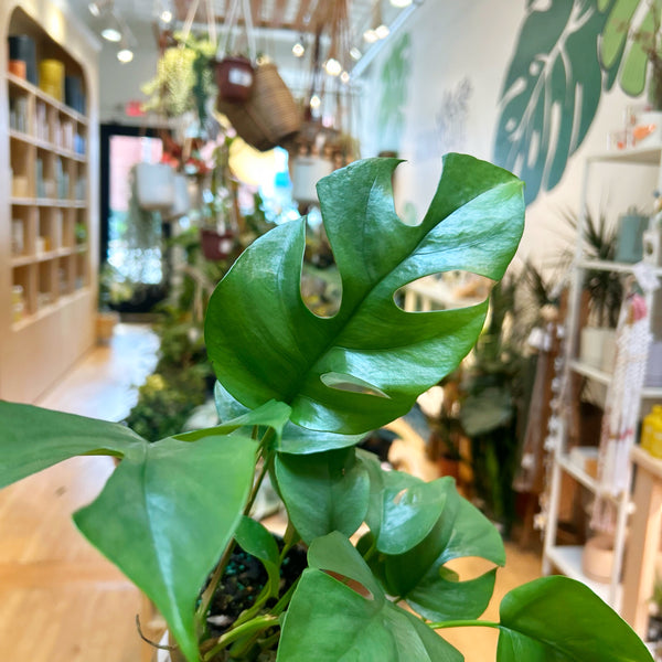 Rhaphidophora Tetrasperma (Mini Monstera)