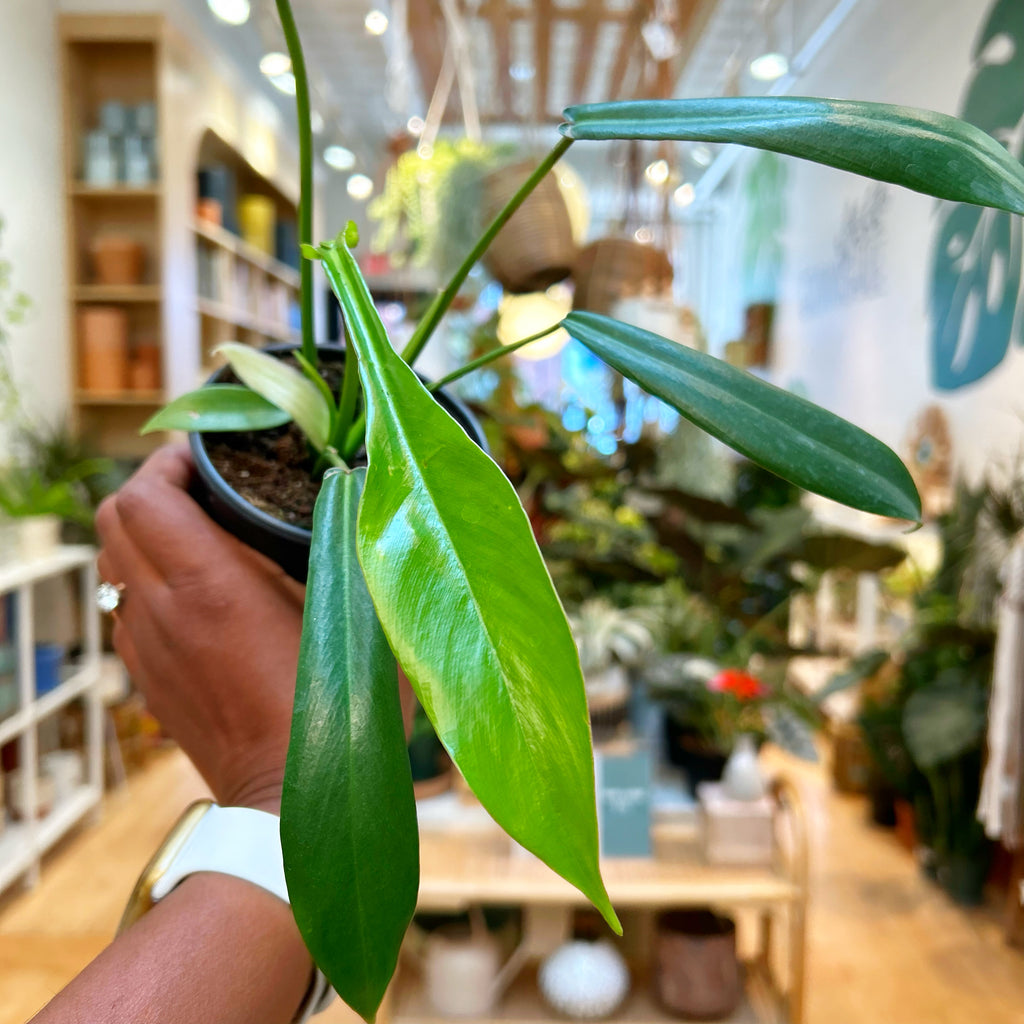 Philodendron Joepii
