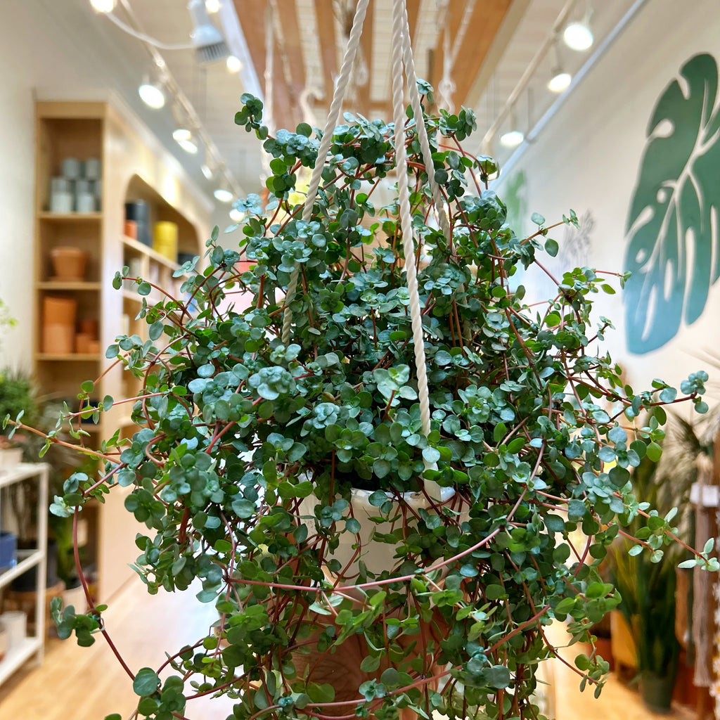 Pilea Aquamarine