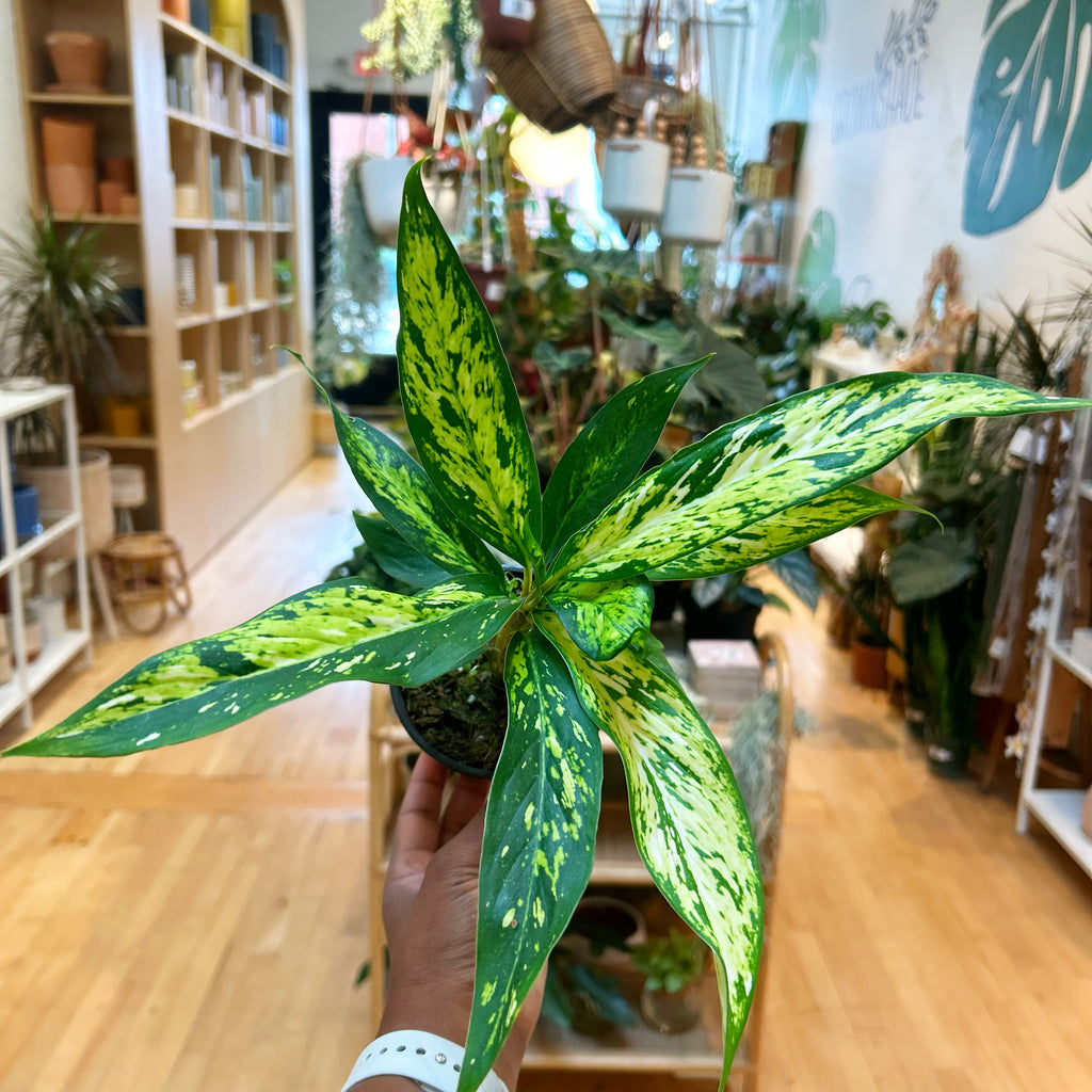 Dieffenbachia Star Bright