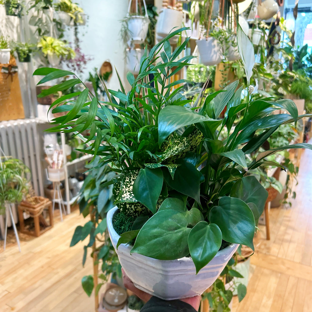 Potted Arrangement