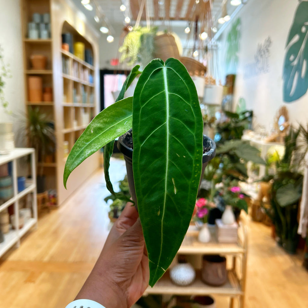 Anthurium Warocqueaum
