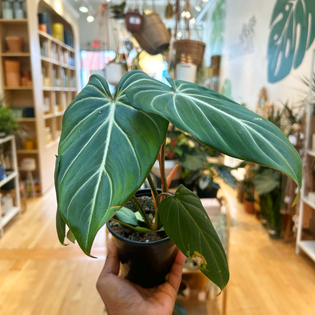 Philodendron Gloriosum